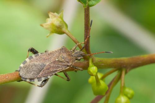 Réf. 231 591 : Ceraleptus gracilicornis